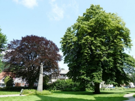 Bild 1 von Blutbuche und Linde an der Kirche